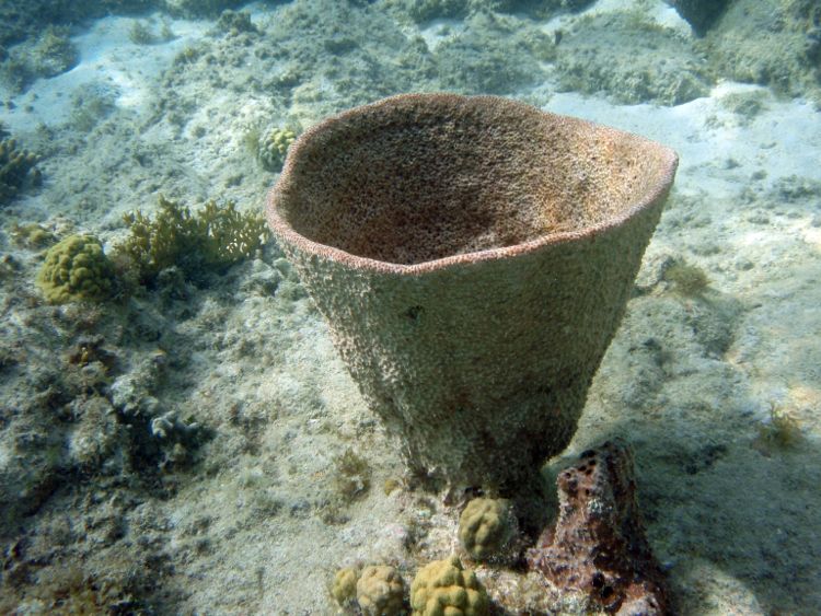 Caneel Bay Netted Barrel Sponge (18