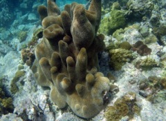Caneel Pillar Coral