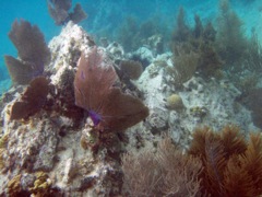 Caneel Reef