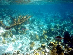 Caneel reef Caribbean Reef Squid (8