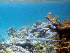 Caneel Reef Houndfish (12