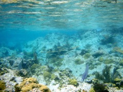 Caneel right reef