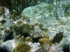 Caneel Smooth Trunkfish