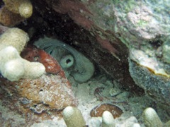 Caneel Bay (Right side) Common Octopus