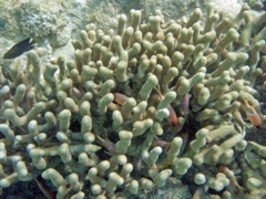 Little Caneel Branched Finger Coral