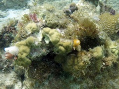 Little Caneel Coral