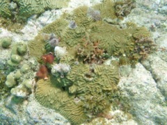 Little Caneel Knobby Brain Coral Community