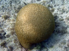 Savannah Brain Coral (48