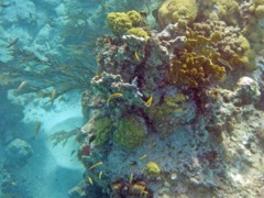 Savannah Reef