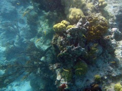 Savannah Reef
