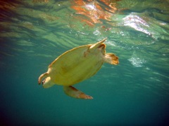 Scott Bay Green Sea Turtle