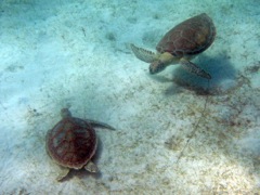 Scott Bay Green Sea Turtles