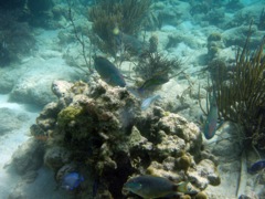 Scott Bay Reef