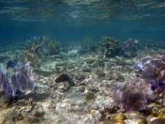 Scott Reef (right side)