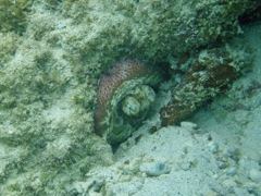 Spring Bay Common Octopus