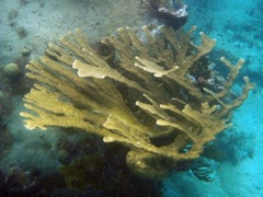 Spring Bay current swept Elkshorn coral