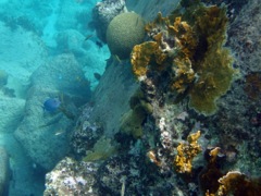 Spring Bay Reef North