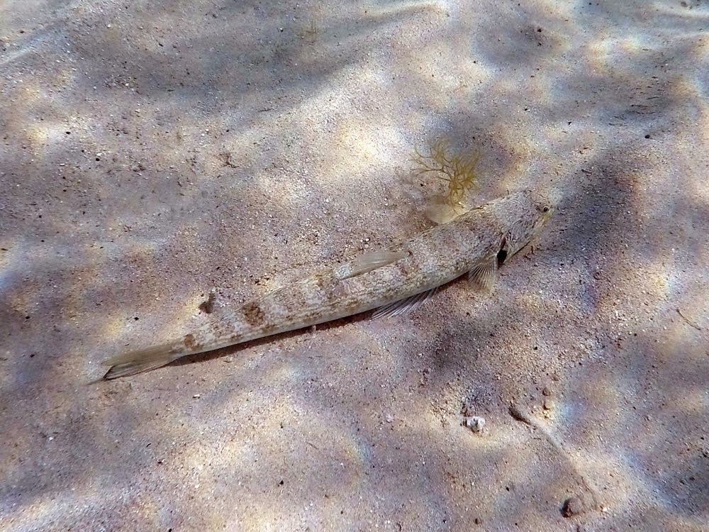 Inshore Lizardfish (10