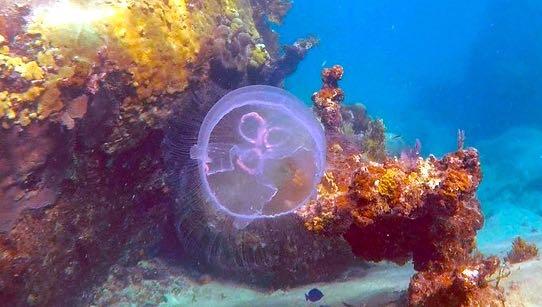 Moon Jellyfish (S)
