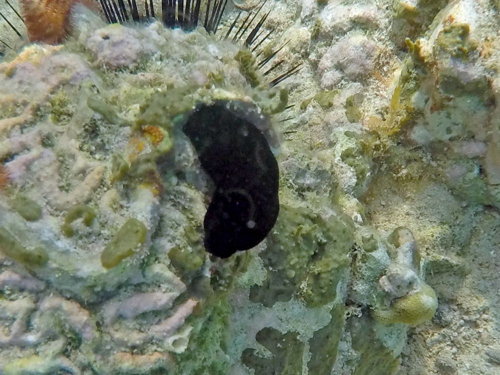 Slimy Doris Sea Slug (2