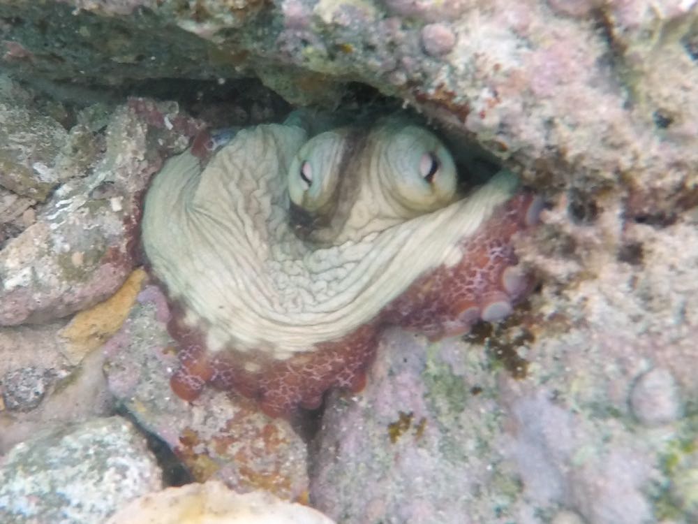 Caribbean Reef Octopus (Littel Caneel Bay)