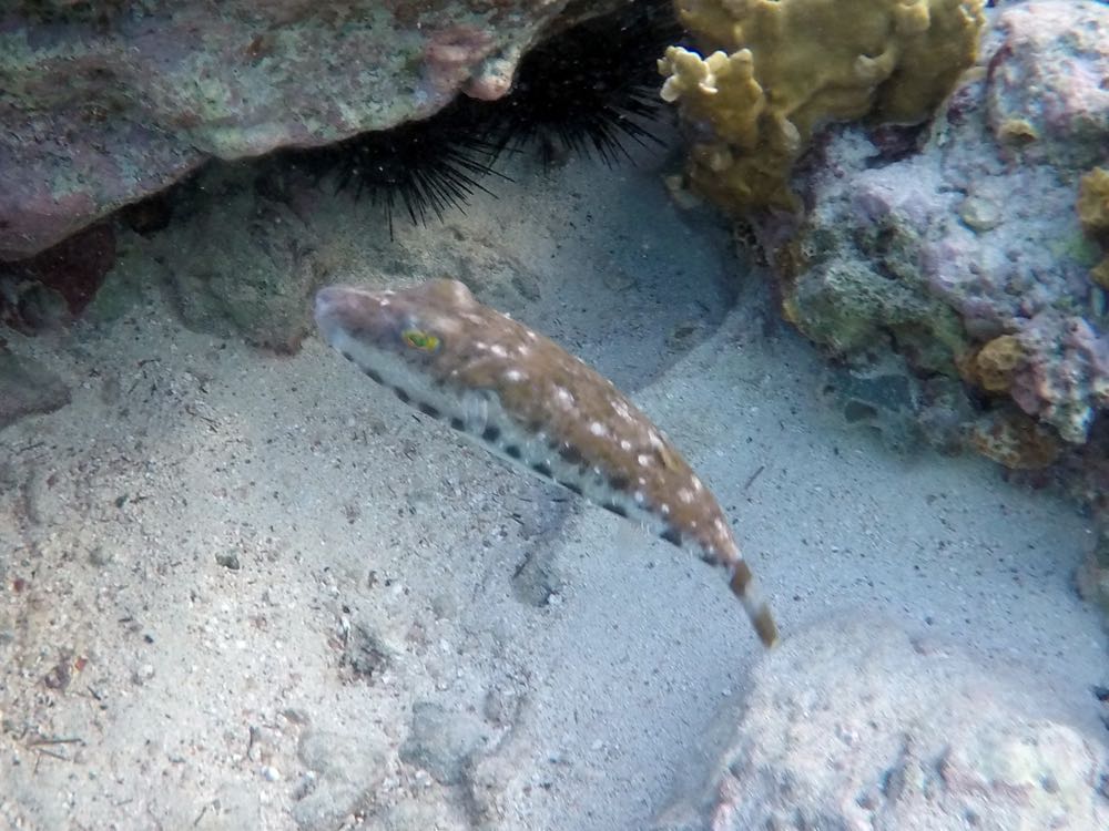 Bandtail Pufferfish (6