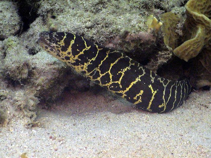 Chain Moray Eel (Littel Dix Bay)