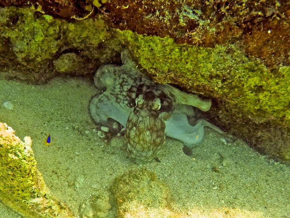 Common Octopus (Near the Baths)