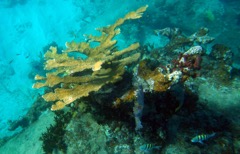 Elkhorn Coral (S)