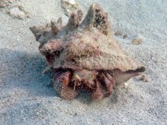 Giant Hermit Crab (7
