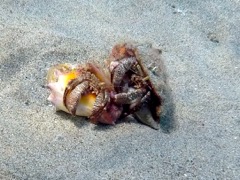 Giant Hermit Crab Romance