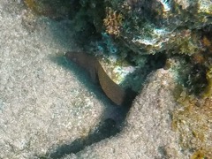 Goldentail Moray Eel 