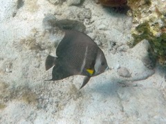 Gray Angelfish Adult (18