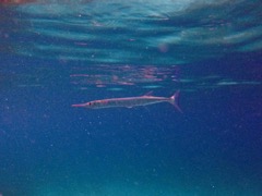 Houndfish (24