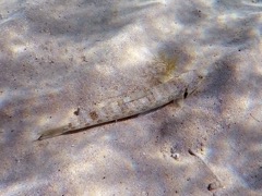 Inshore Lizardfish (10