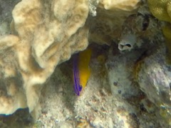 Longfin Damselfish Juvinile (1