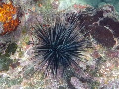 Longspine Sea Urchin (8