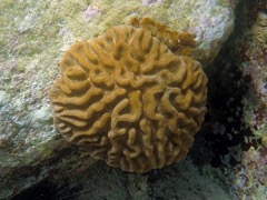 Maze Brain Coral
