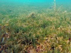 Midrib Seagrass