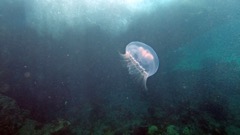 Moon Jellyfish (S)