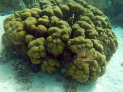 Mustard Hill Coral (4')