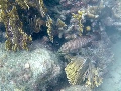 Nasau Grouper and Spotted Eel