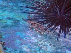 Nimble Spray Crab (Under Urchin)