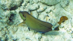 Ocean Surgionfish (S)