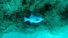 Ocean Triggerfish (24