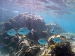 Permitfish (14
