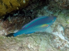 Princess Parrotfish (2')