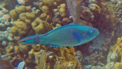 Princess Parrotfish (9