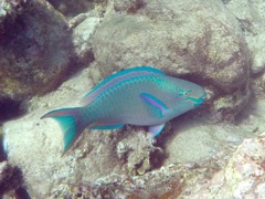 Queen Parrotfish (16