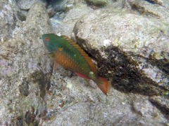 Redband Parrotfish (12
